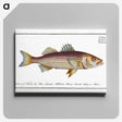 3-4_Ichtyologie-ou-Histoire-naturelle_canvas