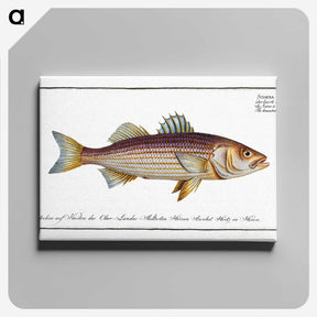 3-4_Ichtyologie-ou-Histoire-naturelle_canvas