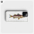 3-4_Ichtyologie-ou-Histoire-naturelle_phone