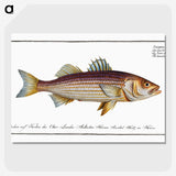 3-4_Ichtyologie-ou-Histoire-naturelle_picture-crop