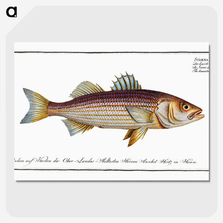 3-4_Ichtyologie-ou-Histoire-naturelle_picture-crop