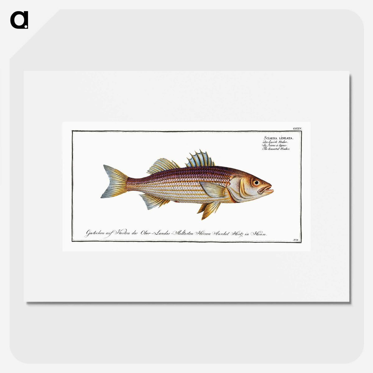 3-4_Ichtyologie-ou-Histoire-naturelle_picture