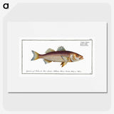 3-4_Ichtyologie-ou-Histoire-naturelle_picture