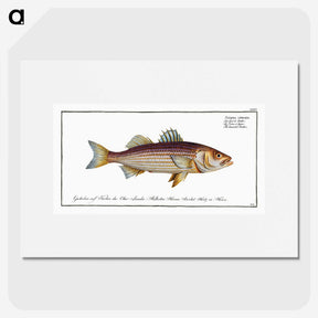 3-4_Ichtyologie-ou-Histoire-naturelle_picture