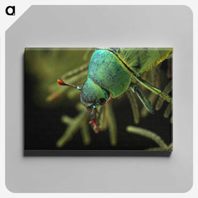 3-4_Insects-Unlocked-Project_canvas
