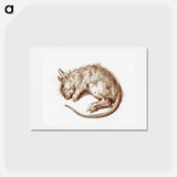 アートポストカード-Dead rat - ジャン ベルナール Postcard.