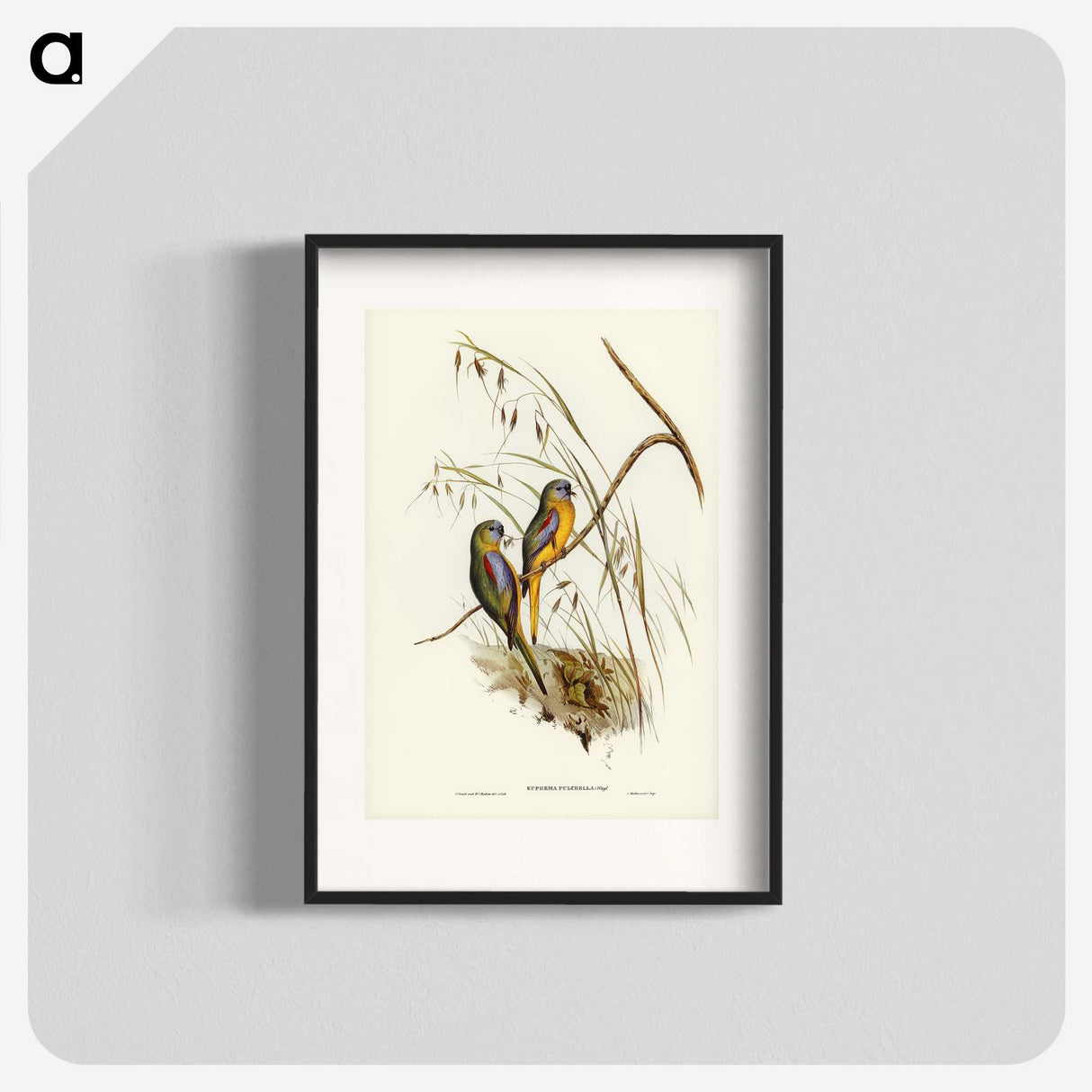 3-4_John-Gould_blk