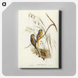 3-4_John-Gould_canvas