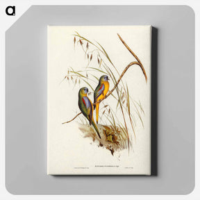 アートパネル-Chestnut-shouldered Grass-Parakeet
 - ジョン グールド Canvas.