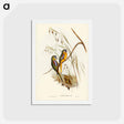 アートポストカード-Chestnut-shouldered Grass-Parakeet
 - ジョン グールド Postcard.