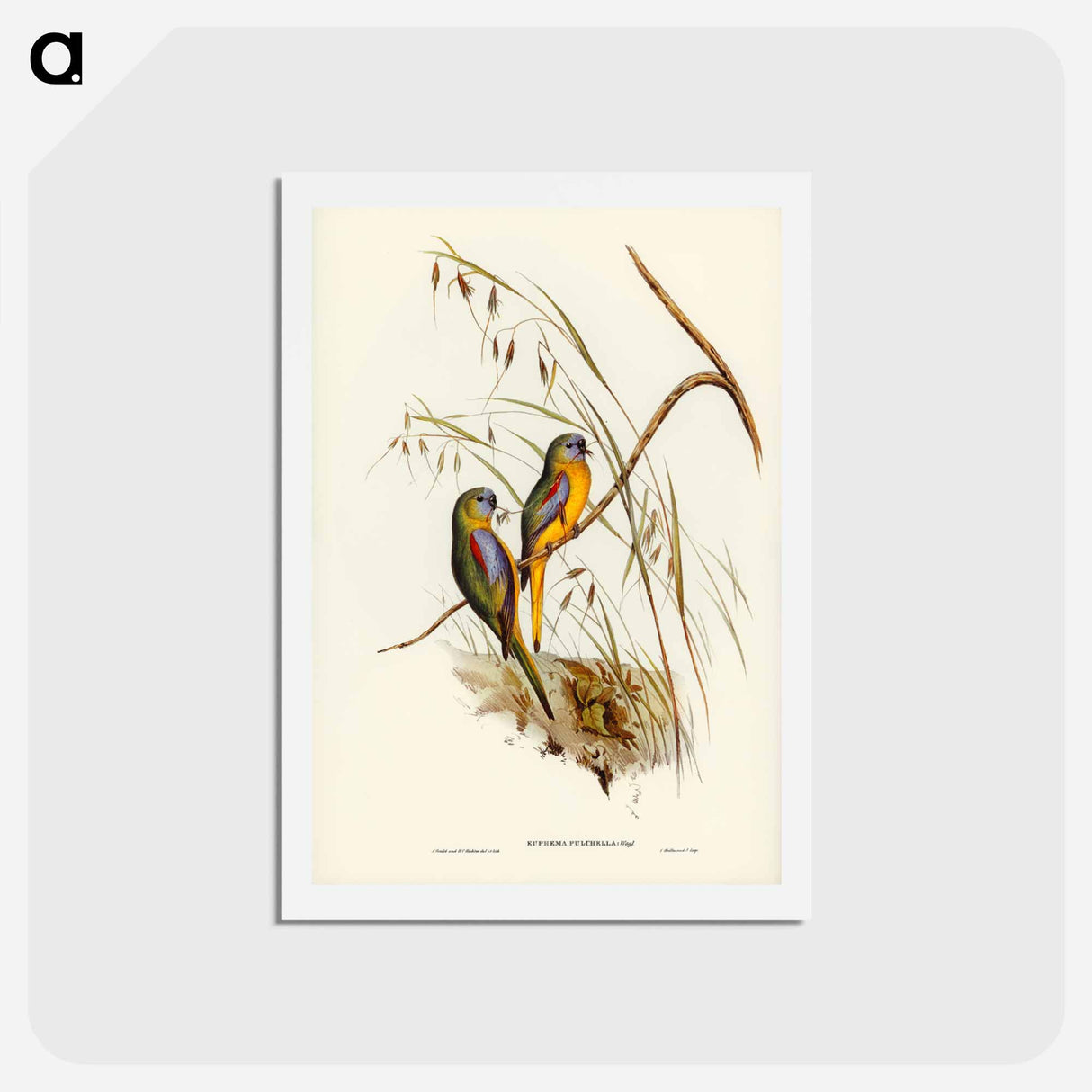 アートポストカード-Chestnut-shouldered Grass-Parakeet
 - ジョン グールド Postcard.