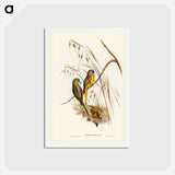 アートポストカード-Chestnut-shouldered Grass-Parakeet
 - ジョン グールド Postcard.