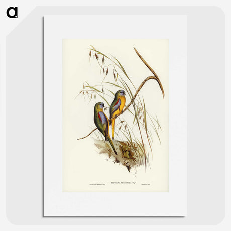 3-4_John-Gould_picture