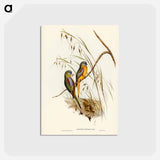 アートポストカード-Chestnut-shouldered Grass-Parakeet
 - ジョン グールド Postcard.