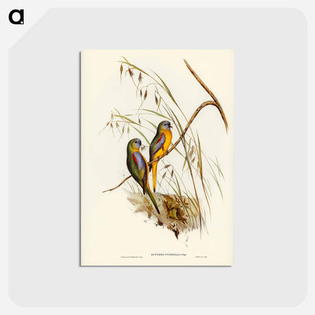 アートポストカード-Chestnut-shouldered Grass-Parakeet
 - ジョン グールド Postcard.