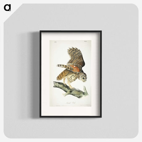 3-4_John-James-Audubon_blk