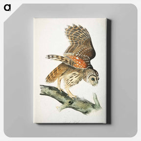 アートパネル-Birds of America
 - ジョン ジェームス オーデュボン Canvas.