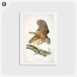 アートポストカード-Birds of America
 - ジョン ジェームス オーデュボン Postcard.
