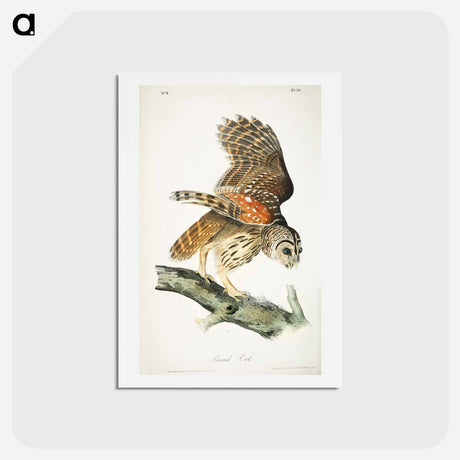 アートポストカード-Birds of America
 - ジョン ジェームス オーデュボン Postcard.