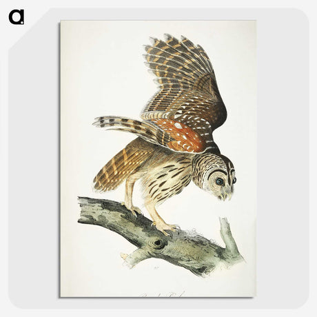 3-4_John-James-Audubon_picture-crop