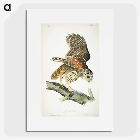 3-4_John-James-Audubon_picture