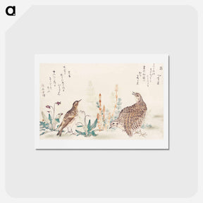 アートポストカード-Uzura Hibari - 喜多川 歌麿 Postcard.