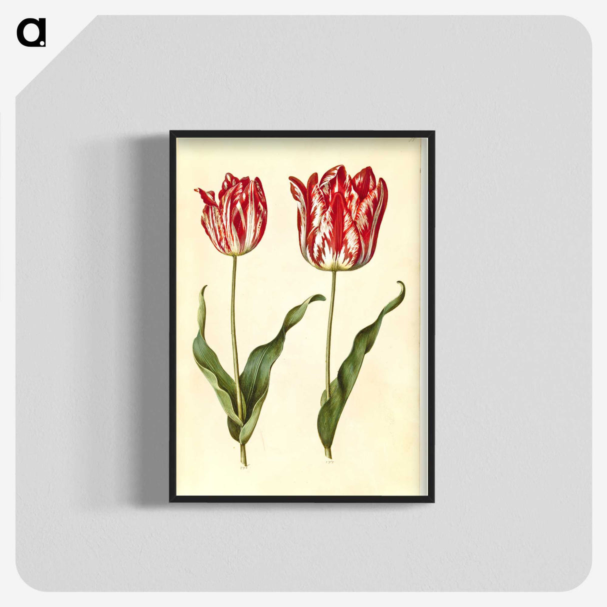 3-4_Maria-Sibylla-Merian_blk-crop