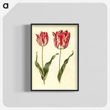 3-4_Maria-Sibylla-Merian_blk-crop
