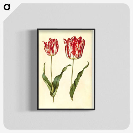 3-4_Maria-Sibylla-Merian_blk-crop