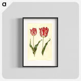 3-4_Maria-Sibylla-Merian_blk