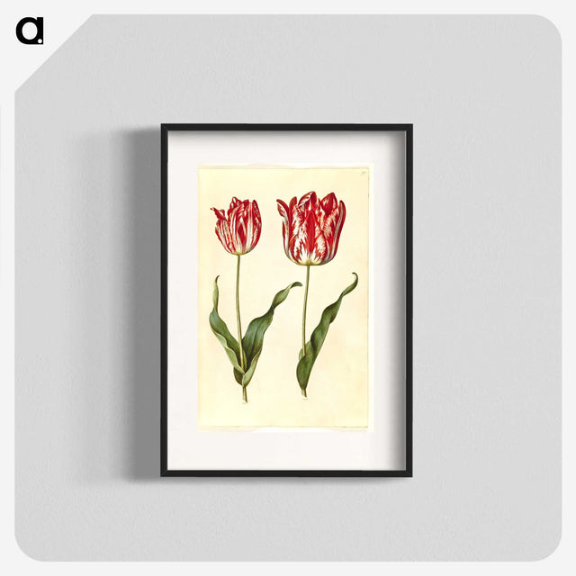 3-4_Maria-Sibylla-Merian_blk