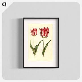 アートポスター-Tulipa Gesneriana
 - マリア ジビーラ メーリアン Poster.