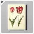 3-4_Maria-Sibylla-Merian_canvas