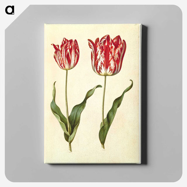 3-4_Maria-Sibylla-Merian_canvas
