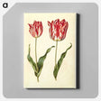 アートパネル-Tulipa Gesneriana
 - マリア ジビーラ メーリアン Canvas.