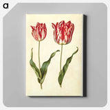 アートパネル-Tulipa Gesneriana
 - マリア ジビーラ メーリアン Canvas.