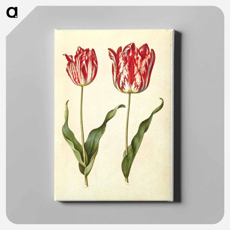 アートパネル-Tulipa Gesneriana
 - マリア ジビーラ メーリアン Canvas.