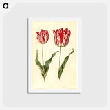 アートポストカード-Tulipa Gesneriana
 - マリア ジビーラ メーリアン Postcard.