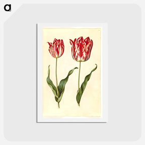 アートポストカード-Tulipa Gesneriana
 - マリア ジビーラ メーリアン Postcard.