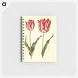 3-4_Maria-Sibylla-Merian_memo