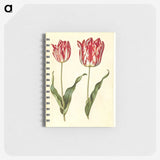 3-4_Maria-Sibylla-Merian_memo