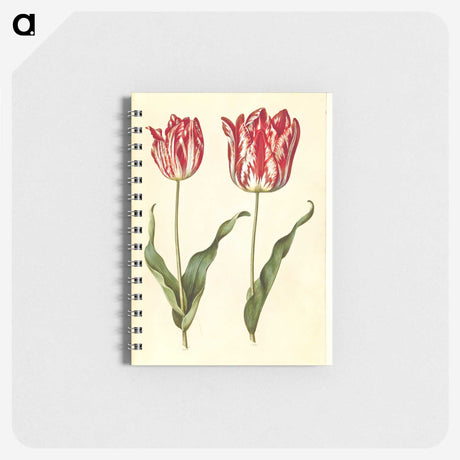 3-4_Maria-Sibylla-Merian_memo