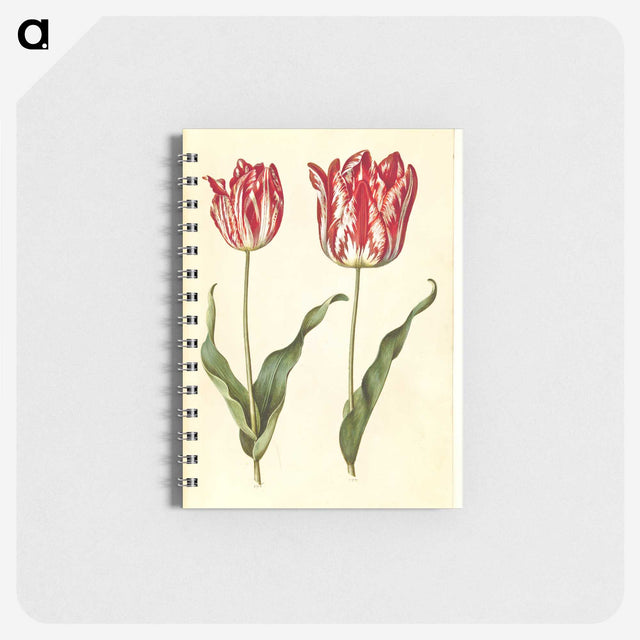 3-4_Maria-Sibylla-Merian_memo