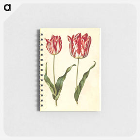 アートメモ帳-Tulipa Gesneriana
 - マリア ジビーラ メーリアン Memo.