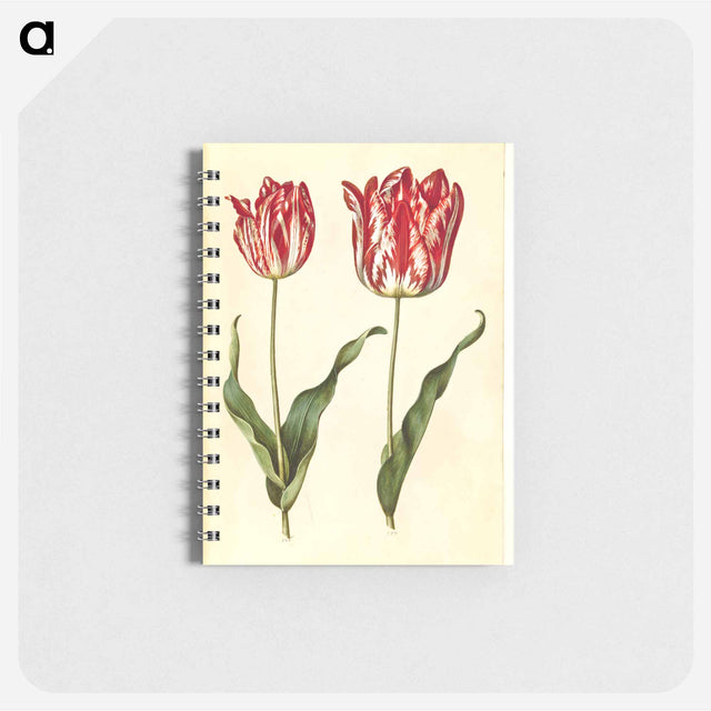 アートメモ帳-Tulipa Gesneriana
 - マリア ジビーラ メーリアン Memo.