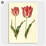 3-4_Maria-Sibylla-Merian_picture-crop
