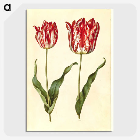 3-4_Maria-Sibylla-Merian_picture-crop
