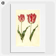 3-4_Maria-Sibylla-Merian_picture