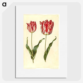 3-4_Maria-Sibylla-Merian_picture