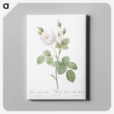 3-4_Pierre-Joseph-Redoute_canvas